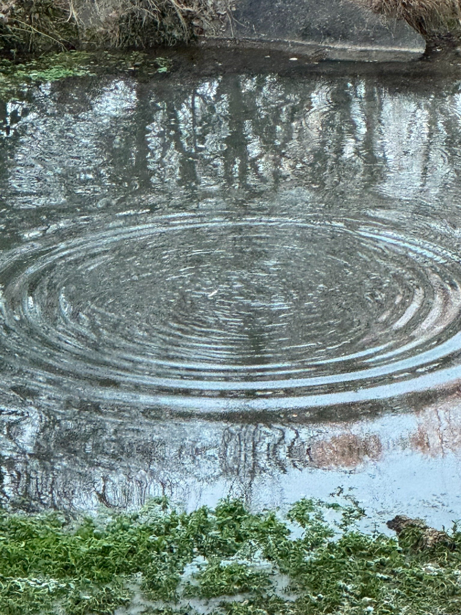 a bird is flying over a pond with a circular ring